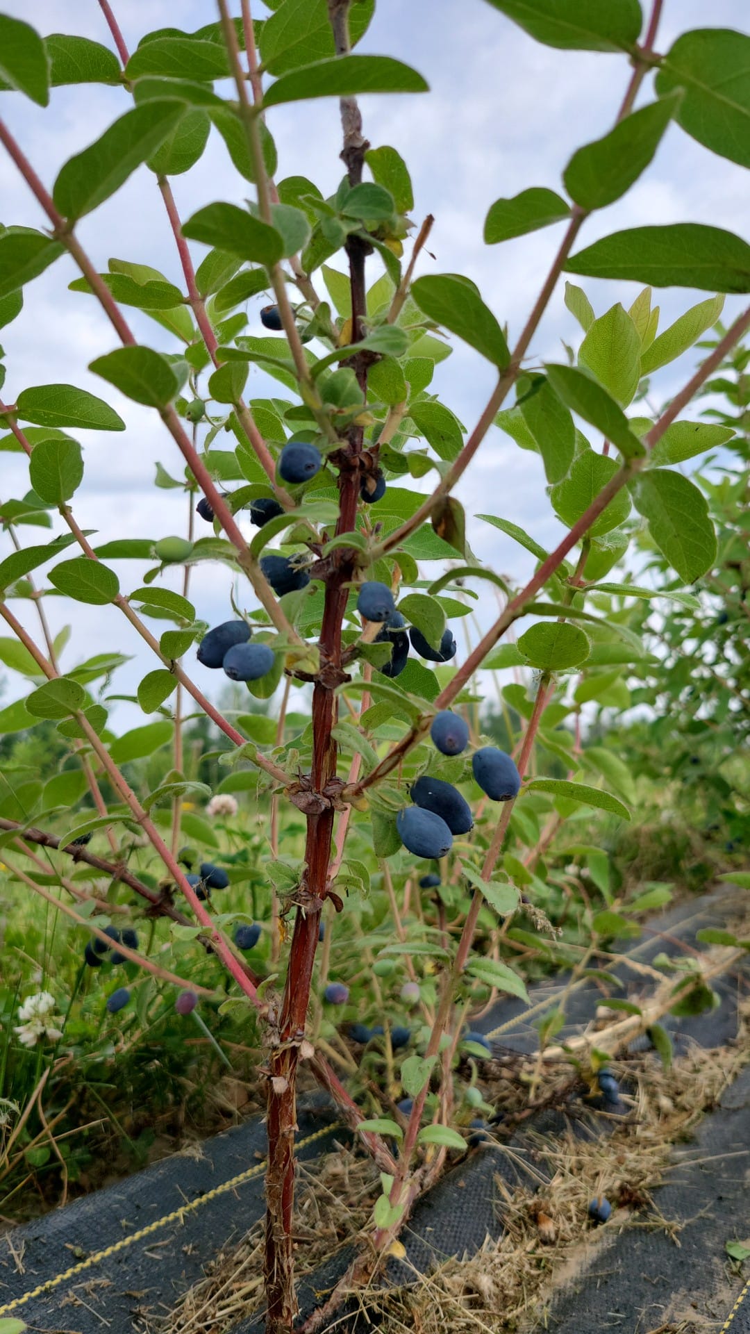 Haskap berries growing on the bush at Eagle Hill Farm