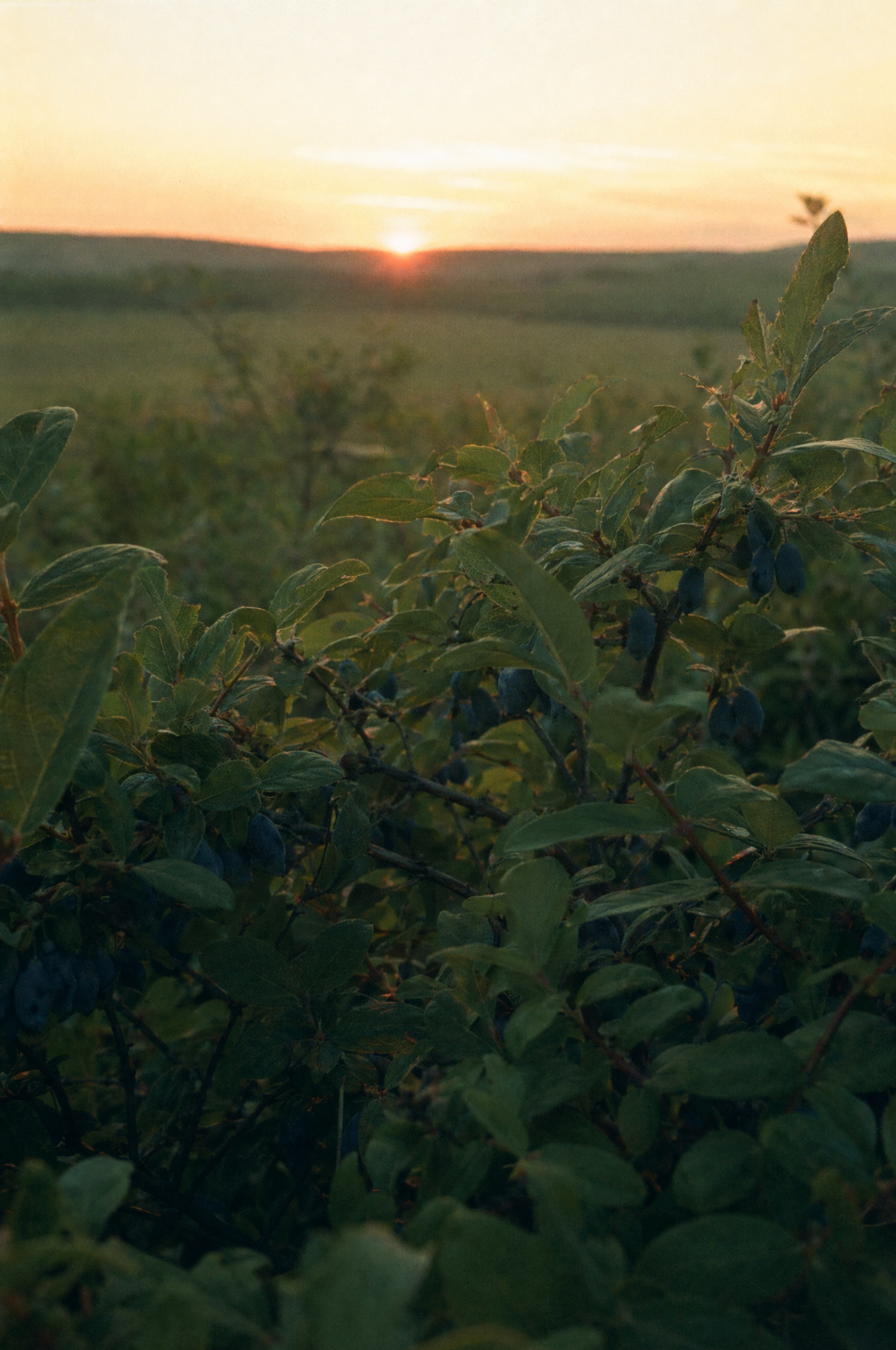 Haskap berry farm at Eagle Hill