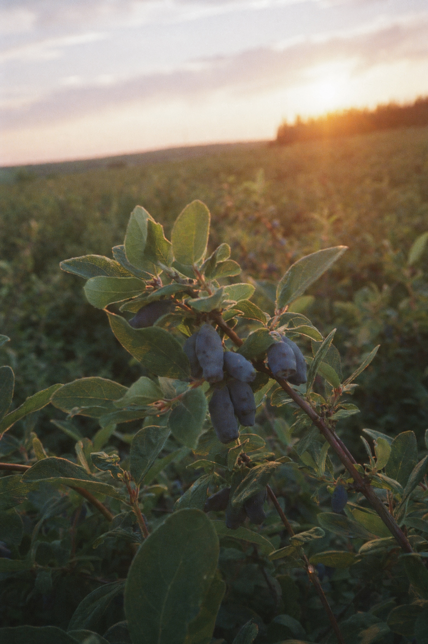 Haskap berries at Eagle Hill Farm