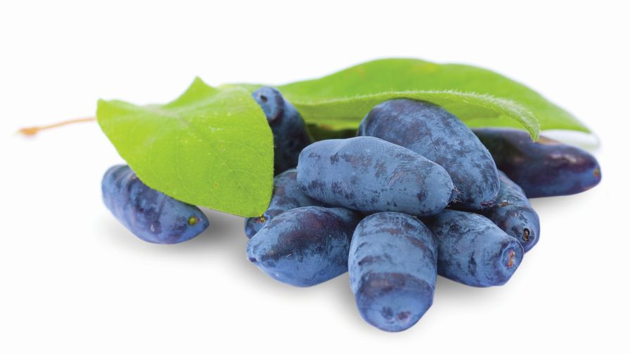 Fresh haskap berries